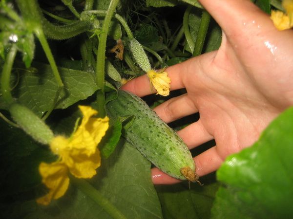  Die durchschnittliche Länge der Gurke Obst Boy mit einem Finger - 11 cm