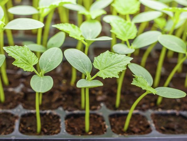  Les semis sont plantés dans le sol quand il atteint une longueur de 25 cm