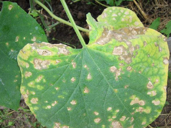  Anthracnose