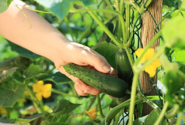  Ein Gewächshaus hilft 3-4 Wochen früher zu ernten