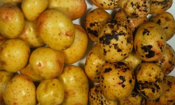  Comment traiter la gale de la pomme de terre