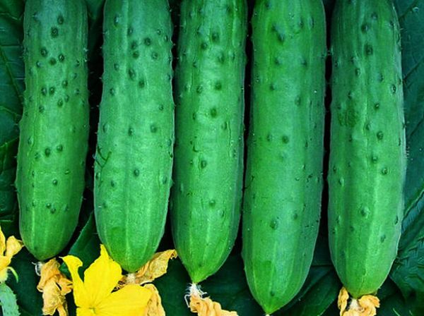  Variétés de concombre parthénocarpique