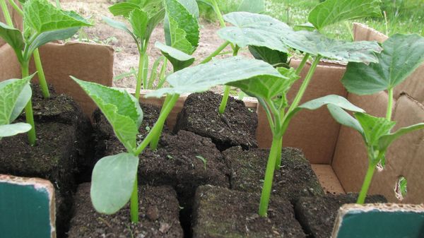  La plantation est possible et les graines dans le sol et à travers les semis