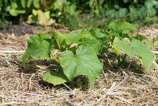  Mulch um parthenokarpische Gurken reduziert die Unkrautanzahl