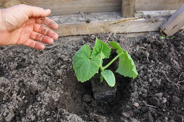  Nach der Transplantation muss eine kleine Vertiefung für die Bewässerung und Befruchtung hinterlassen werden.