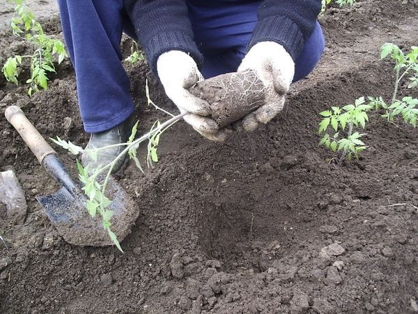  Transplantation von Tomaten im Freiland