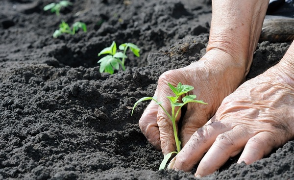  Transplantation von Tomaten im Freiland