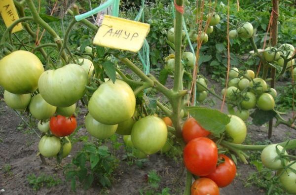  Vielzahl Tomate