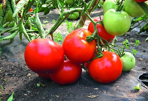  Le poids moyen du fruit est de 250-350 grammes