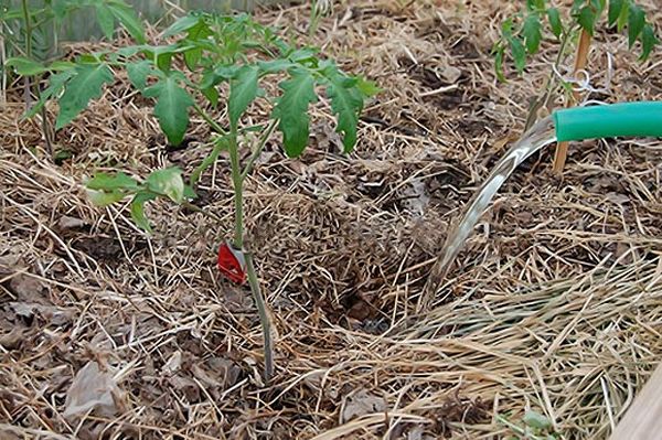  Un bon arrosage de la tomate est effectué exclusivement sous la racine.