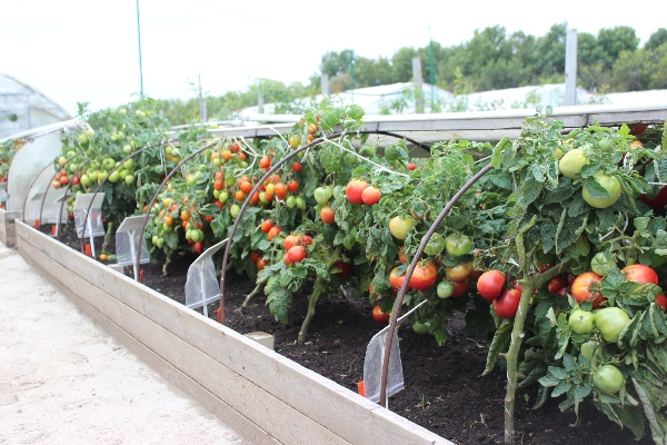  Cultiver des tomates dans une serre