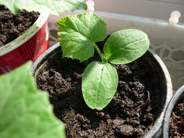  Après avoir repiqué un semis de concombre, tous les nutriments ne lui parviennent que