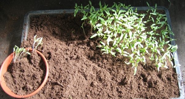  Für die korrekte Entwicklung von Tomatensämlingen nach dem Auftreten von zwei Blättern müssen Sie Sprossen tauchen