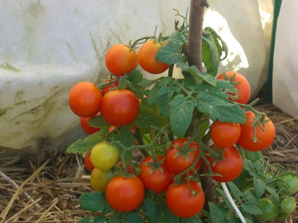  Tomatenstöcke Pinocchio sind nicht größer als 35 cm