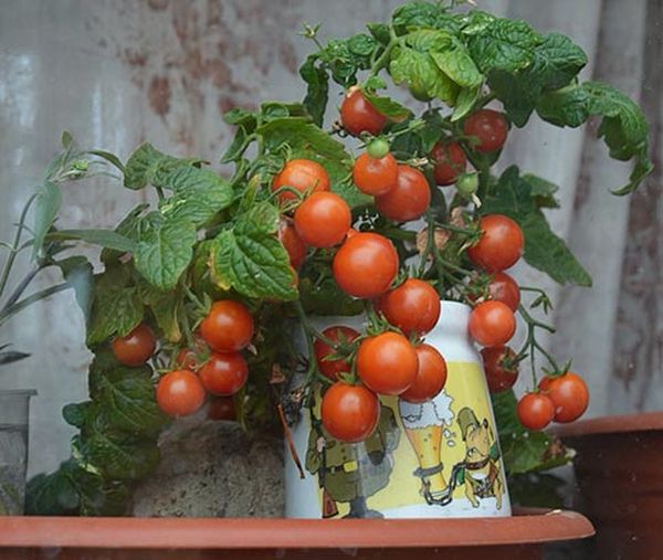  Wachstum und Fruchtbildung sind auch zu Hause oder auf dem Balkon möglich