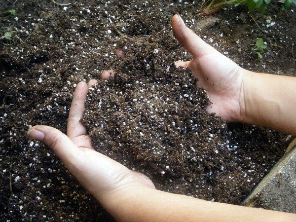  La parcelle pour les pommes de terre colorées à l’automne devrait être déterrée avec l’introduction d’engrais à base de potasse et de superphosphate