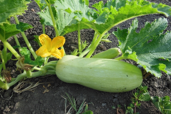  Eine detaillierte Beschreibung der Sorte Iscander f1 Zucchini sowie der Pflanz- und Pflegeregeln