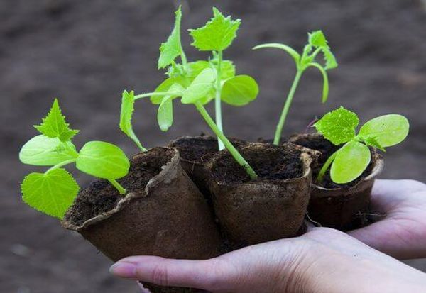  La première fois que les jeunes plants sont nourris lorsque 2 vraies feuilles apparaissent.