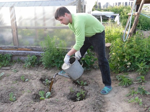  Die besten Blumenkohlsorten