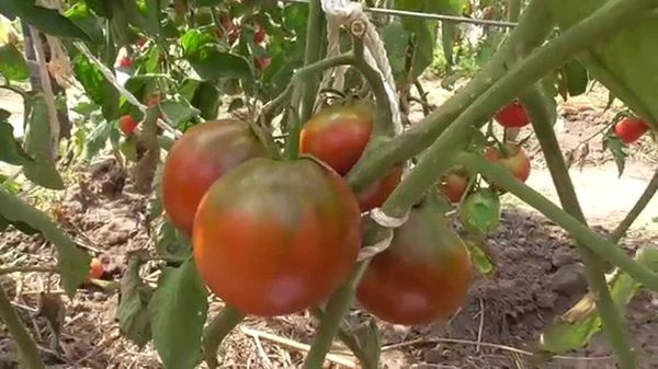  Description et caractéristiques de la tomate Marusya