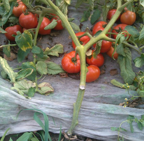  Si vous n'attachez pas Polbig, le buisson tombera par terre sous le poids des fruits