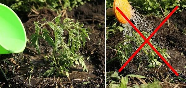  Arrosage besoin de tomates à la racine