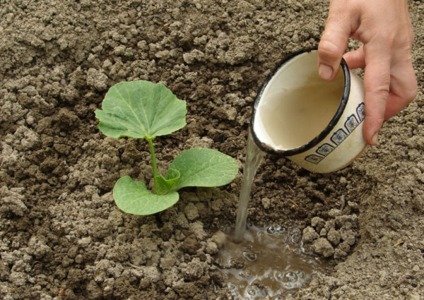  Die frisch gestiegene Zucchini gießen