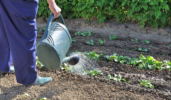  Pflege für Sämlinge und Sträucher