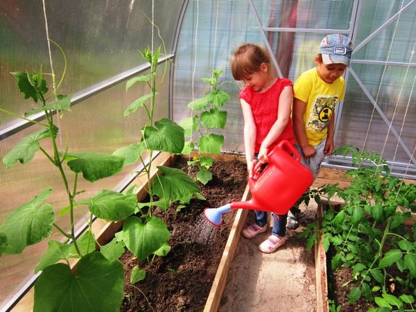  Die optimale Wassertemperatur für das Gießen von Gurken im Gewächshaus beträgt 20-22 Grad