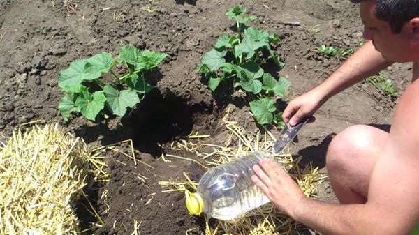  Die Verwendung von Fünf-Liter-Flaschen ermöglicht das Gießen weniger Gurken