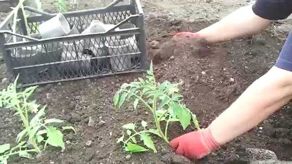  Tomatensämlinge bis zum frühen Morgen oder Abend pflanzen