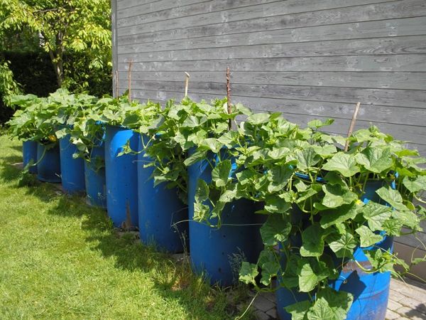  Des tonneaux en plastique et en métal peuvent être utilisés pour la plantation.