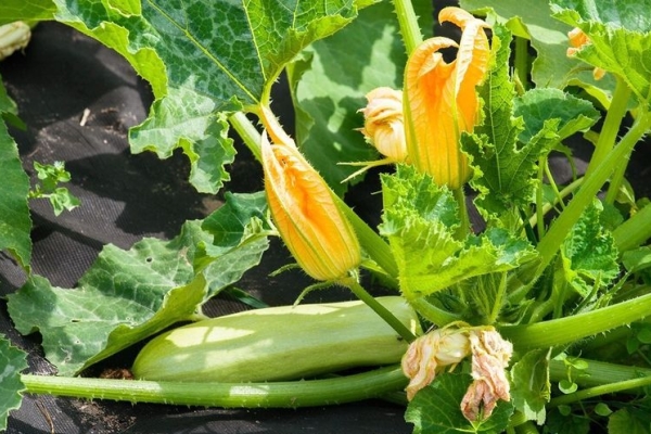  Zucchini in der Pflege unprätentiös, Zucchini wählerisch auf die klimatischen Bedingungen