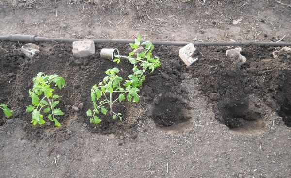  Verpflanzung von Tomatensämlingen im Freiland