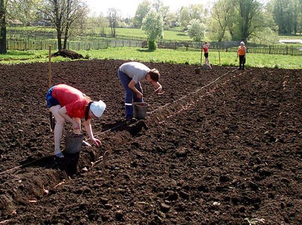  Vom 1. bis 5. Juni ist die Frist für den Anbau von Kartoffeln in der Region Moskau