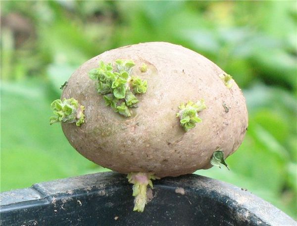  Les boutons des yeux de pomme de terre se réveillent à une température de +5 degrés