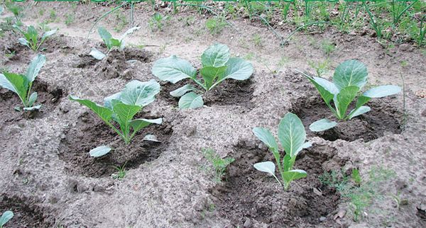  Pour prévenir les maladies, les germes saupoudrés de cendre de bois