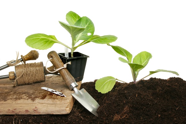  Conditions de planter des légumes sur les semis