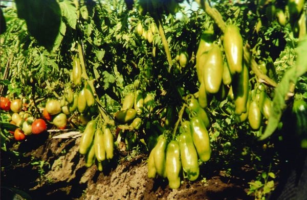  Landwirtschaftlicher Anbau von Tomaten