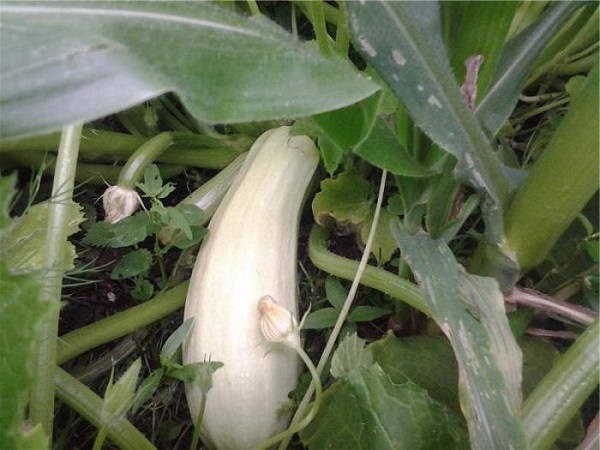  Description et caractéristiques du rouleau de variété de courgette