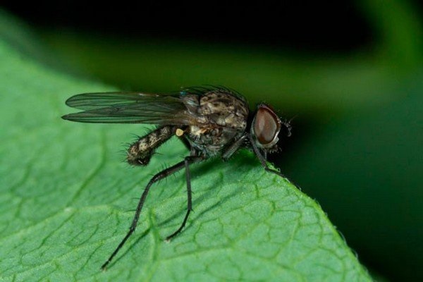  Sprießen fliegen