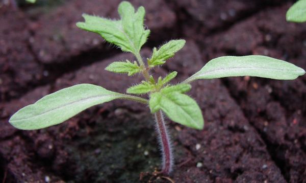  Tomate Batanyan en pleine terre