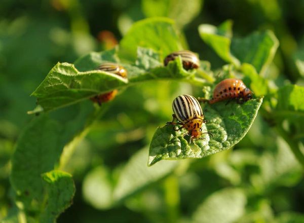  Le principal insecte nuisible de Rosara est le doryphore de la pomme de terre.