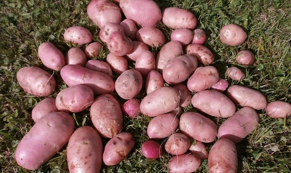  Avant le stockage, la récolte doit être soigneusement séchée à l'air.