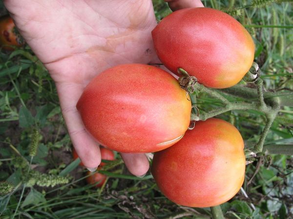  Flamant Rose Tomate