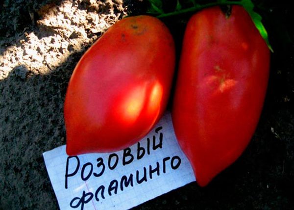  Das durchschnittliche Gewicht der Früchte der Sorte beträgt 200 bis 400 Gramm