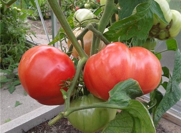  Tomaten-Rosa-Elefant