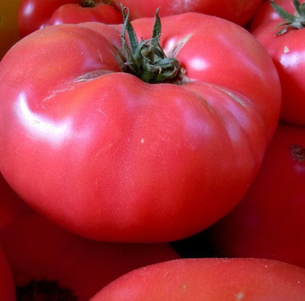  Die Früchte der Sorte gelten als die leckersten unter den rosa Tomaten.