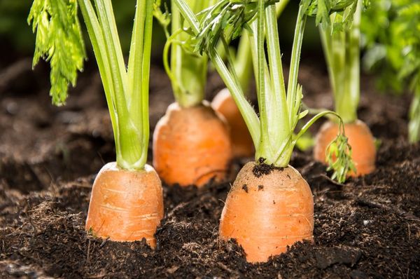  Les meilleures variétés de carottes pour la Sibérie