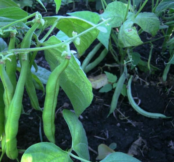  Après le haricot de saxo, vous pouvez planter les légumes les plus fastidieux à cet endroit.